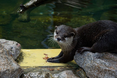 View of a otter on rock