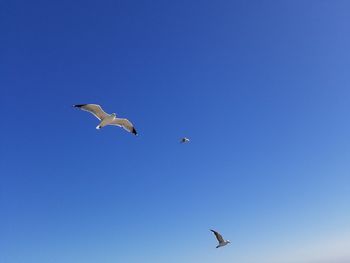 Low angle view of seagulls flying in sky