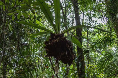 Plant growing in forest