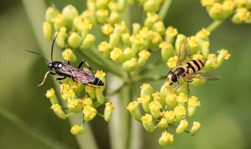 Close-up of bee on flower