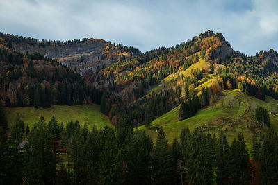 Scenic view of forest against sky