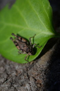 Close-up of insect on leaf