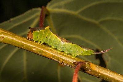 Close-up of caterpillar on plant