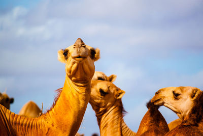 Camels against sky