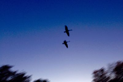 Low angle view of bird flying against blue sky