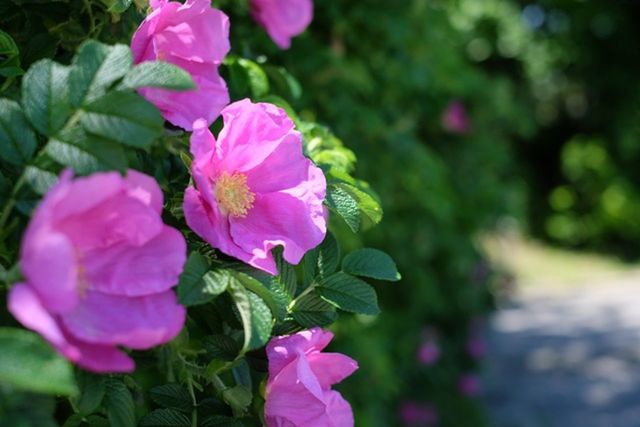 flower, growth, petal, plant, blooming, nature, beauty in nature, fragility, pink color, leaf, outdoors, freshness, no people, flower head, petunia, close-up, day