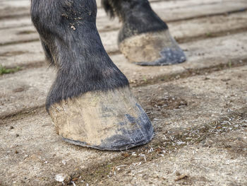 Smith finnished regular trimming and clearing of hoof, used rasp to remove worn keratin