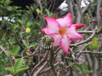 Close-up of pink hibiscus blooming on tree