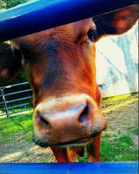 Close-up portrait of horse