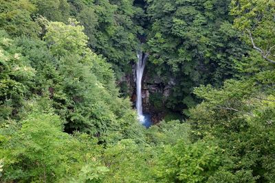 Scenic view of waterfall in forest