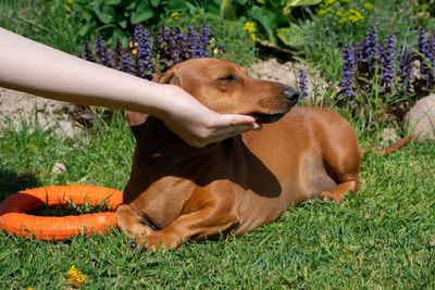 View of a dog on grassy field