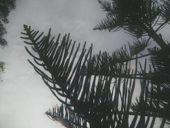 Low angle view of tree growing against sky