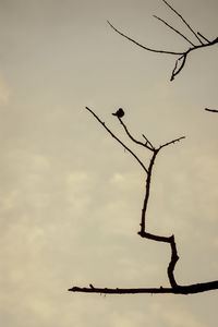 Low angle view of silhouette bare tree against sky