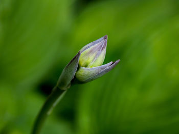 Hosta small bud