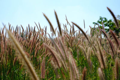 Close-up of stalks in field against sky