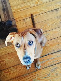 High angle portrait of dog