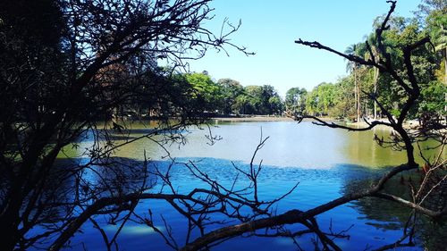 Scenic view of lake in forest