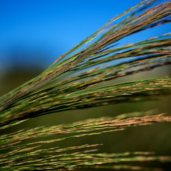 Close-up of green leaves