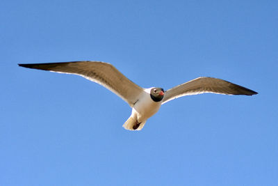 Low angle view of seagull flying