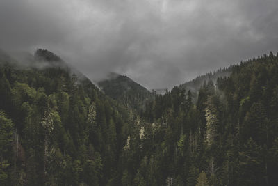 Moody landscape shot of clouds floating through evergreen forest