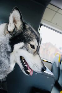 Close-up of dog yawning