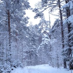 Snow covered trees in forest