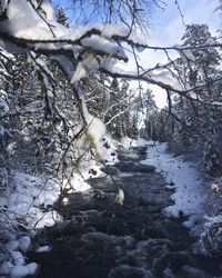 Bare trees on snow covered landscape