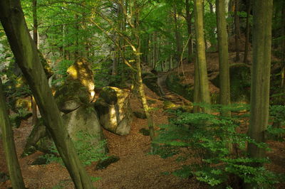 View of elephant in forest