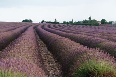Purple flowering plants on field against sky
