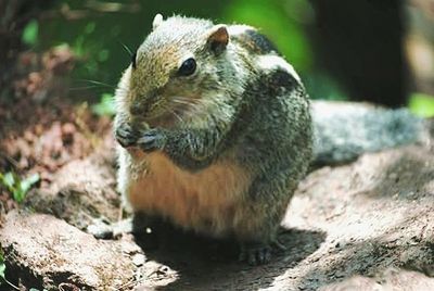 Close-up of squirrel