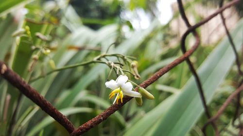 Close-up of white flowers on tree