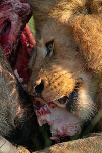 Close-up of male lion gnawing at carcase