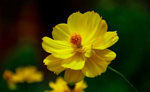 Close-up of bee on yellow flower