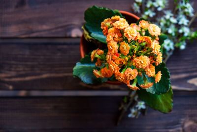 Close-up of orange flower on table