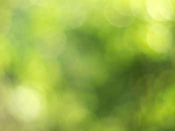 Defocused image of plants