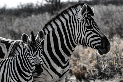 View of zebra