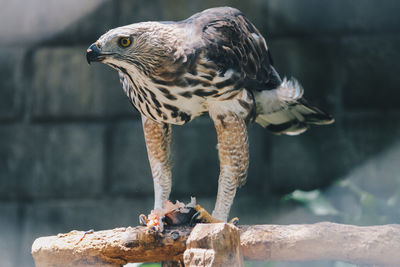 Close-up of a bird