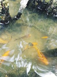 Close-up of koi carps swimming in water