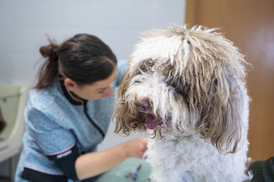 Young woman groomer working on a spanish water dog spaniel removing knots from the hair