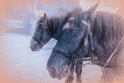 Close-up of horse