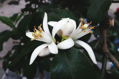 Close-up of white flower blooming outdoors