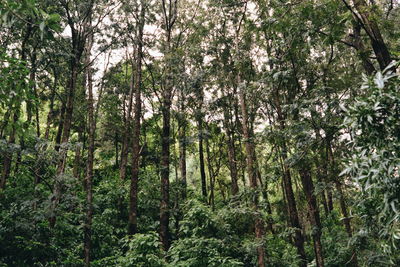 Trees in forest