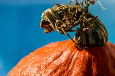 Close-up of a stem of an isolated orange pumpkin. beautiful blue background