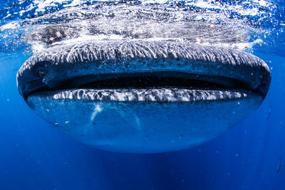 Close-up of fish swimming in sea