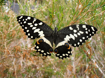 Close-up of butterfly on plant