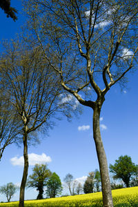 Low angle view of bare trees against blue sky