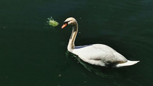 Two swans in water