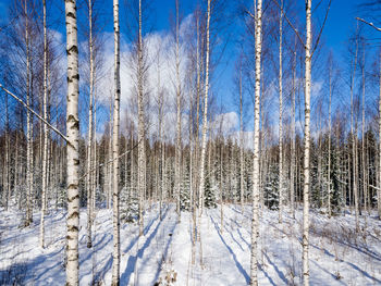 Pine trees in forest during winter