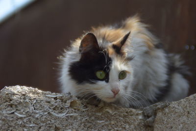 Close-up portrait of a cat