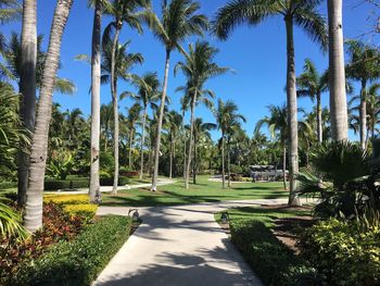 Palm trees on sunny day